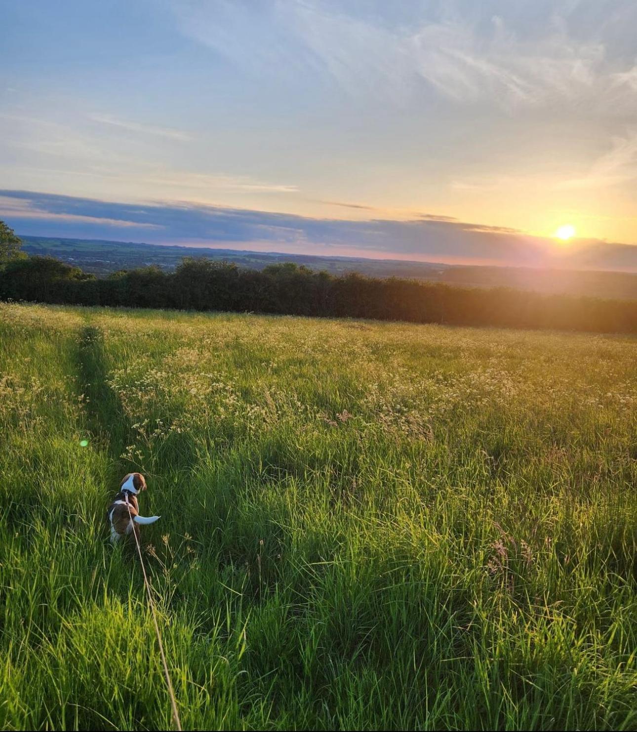 Eagle Cottage - Charming Cotswolds Getaway, Dog Friendly Wyck Rissington Buitenkant foto